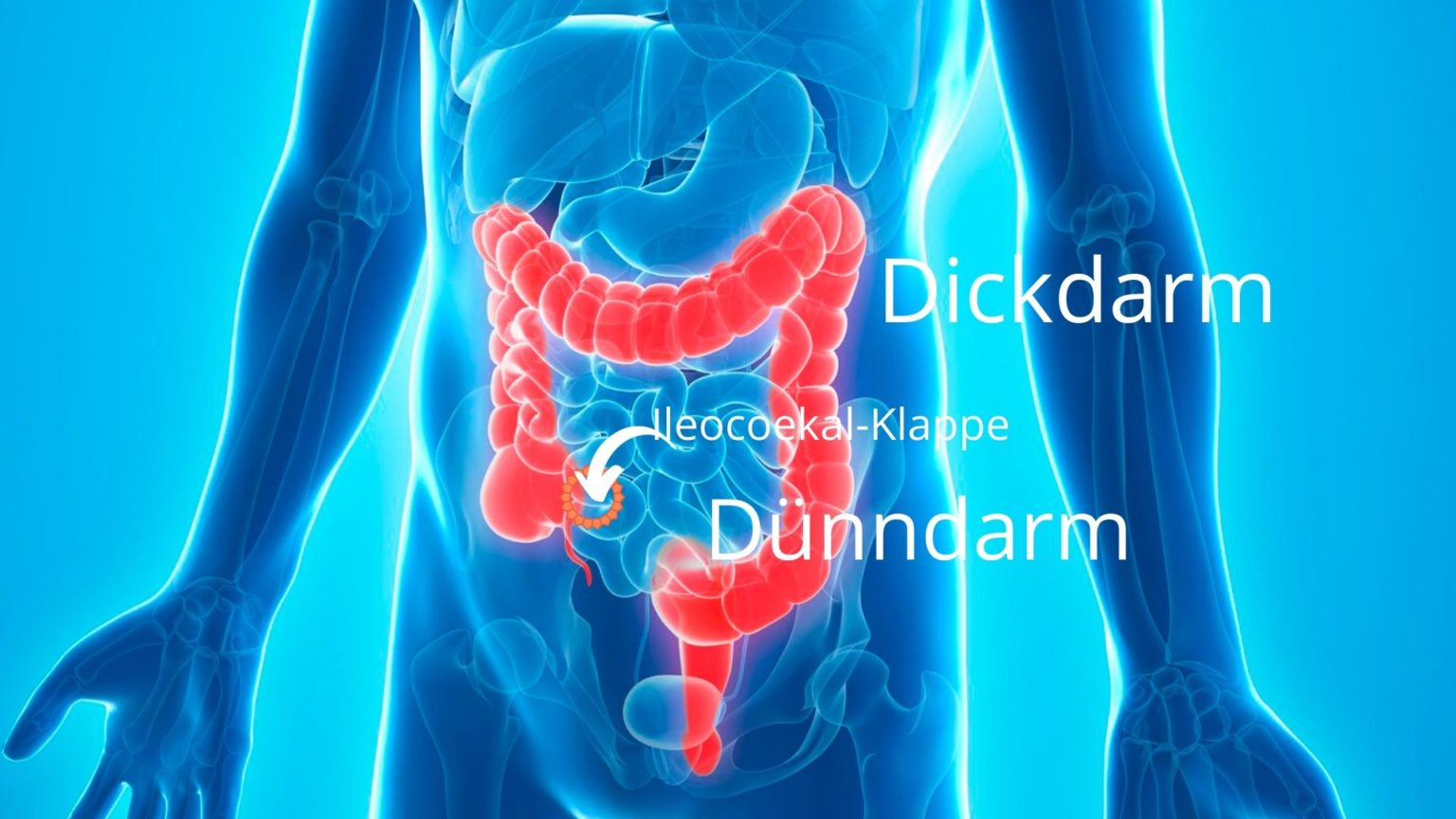 Darmflora verbessern IleocoekalKlappe schließen QuantumWave Darmflora verbessern IleocoekalKlappe schließen QuantumWave