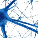 Gehirnstoffwechsel verbessern, Gehirnzellee