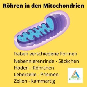 Mitochondrien energetisch stärken